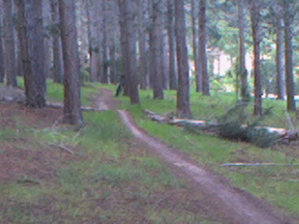 Path through a pine forest with grass either side