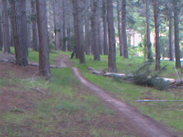 Path through a pine forest with grass either side — upscaled by GoStudio Lite