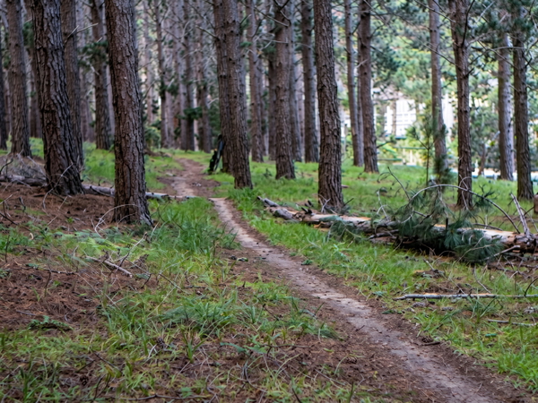 Path through a pine forest with grass either side — upscaled by Nano Banana 2