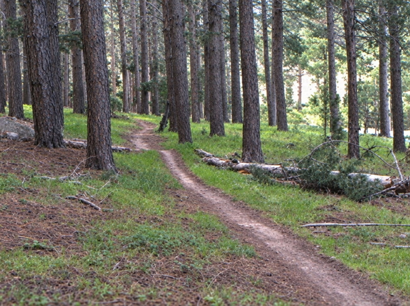 Path through a pine forest with grass either side — upscaled by GPT Image 2.5