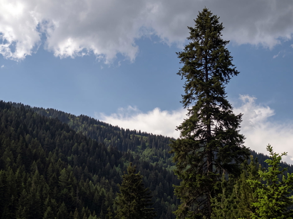 Lone conifer on a hillside against a blue sky with cloud — upscaled by GoStudio Advanced