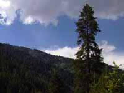 Lone conifer on a hillside against a blue sky with cloud