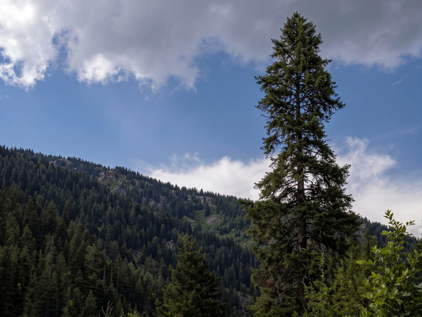 Lone conifer on a hillside against a blue sky with cloud — upscaled by Nano Banana 2