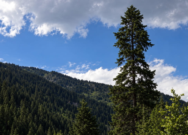 Lone conifer on a hillside against a blue sky with cloud — upscaled by GPT Image 2.5