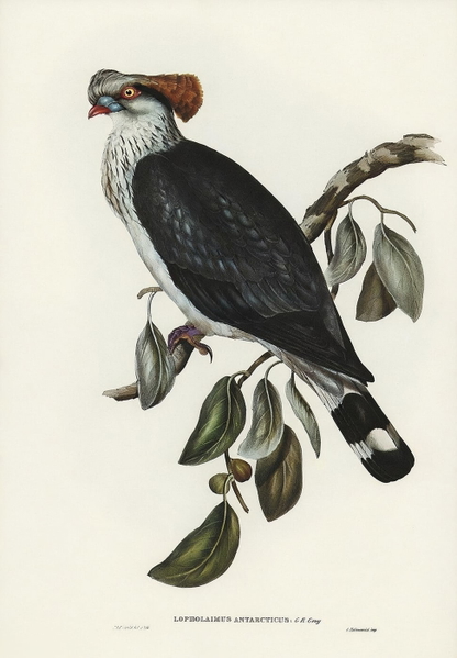 Vintage natural-history illustration of a crested pigeon on a leafy branch — watermark removed by GoStudio Advanced