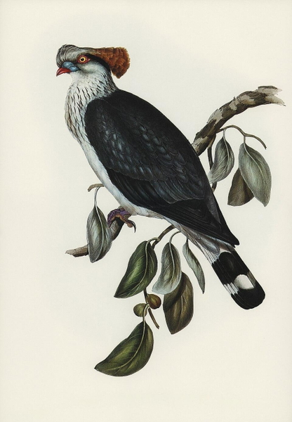 Vintage natural-history illustration of a crested pigeon on a leafy branch — watermark removed by GoStudio Lite