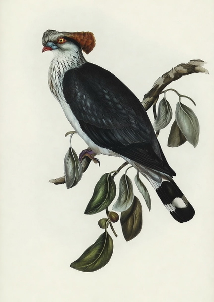 Vintage natural-history illustration of a crested pigeon on a leafy branch — watermark removed by GoStudio Pro