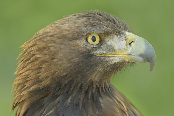 Close-up of a golden eagle’s head against a green background — watermark removed by GoStudio Advanced