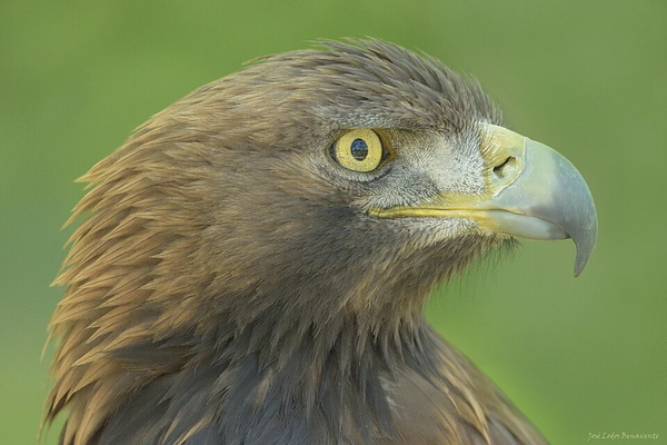 Close-up of a golden eagle’s head against a green background