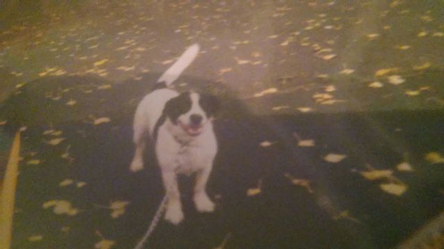Dog photo with motion blur — before