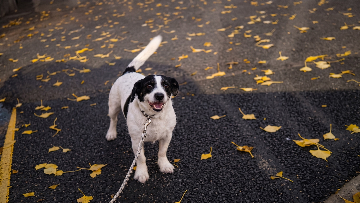 Sharp dog photo after motion deblur — after