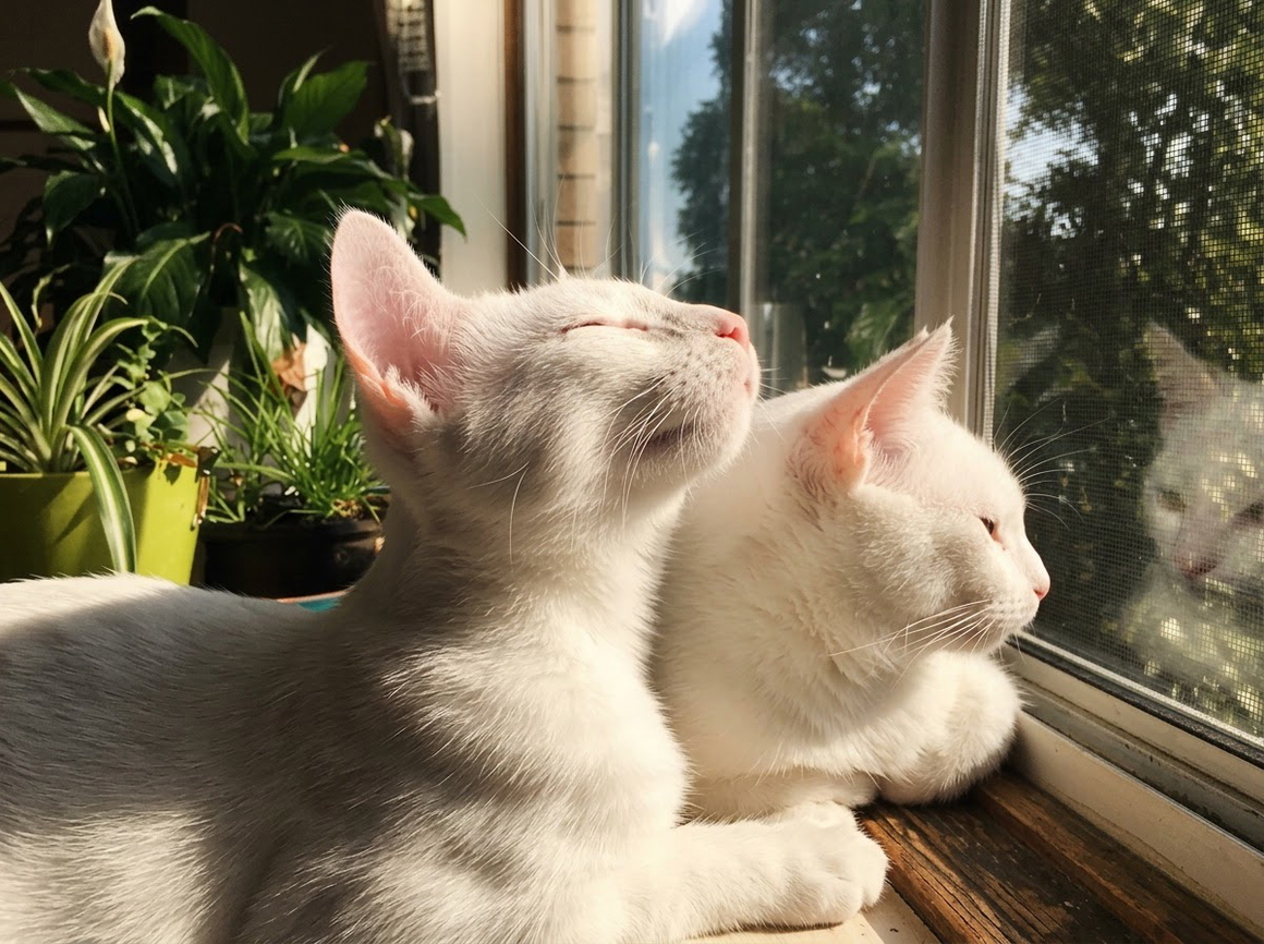 Cat image after AI enlargement — smooth edges preserved