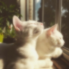 Two white cats peacefully sleeping on a window sill, surrounded by a few plants in the background — sample image to enlarge