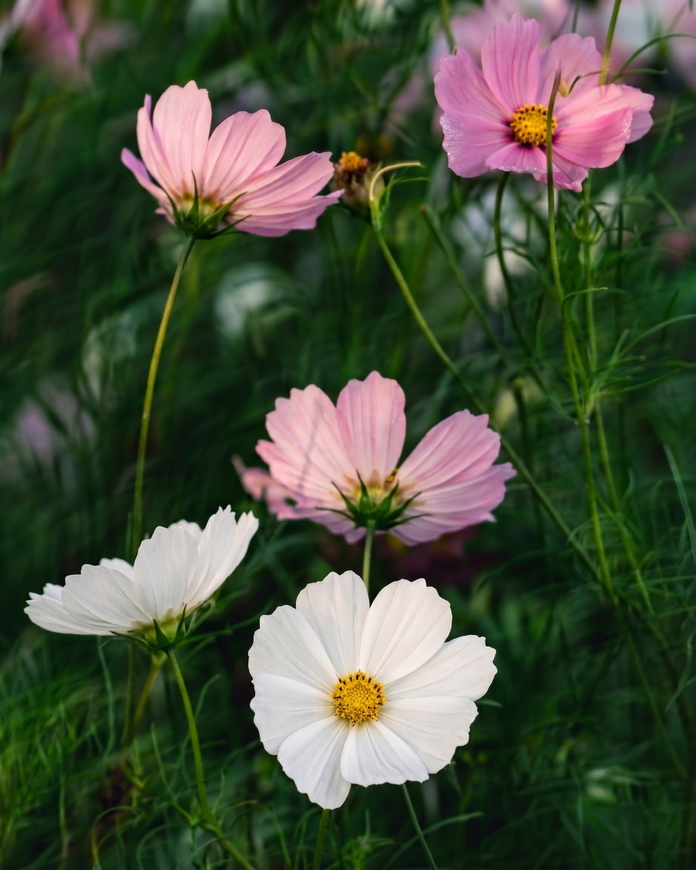 Flower image after AI enlargement — sharp and crisp