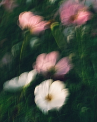 Field of pink and white flowers with lush green leaves, creating a beautiful and vibrant scene — sample image to enlarge