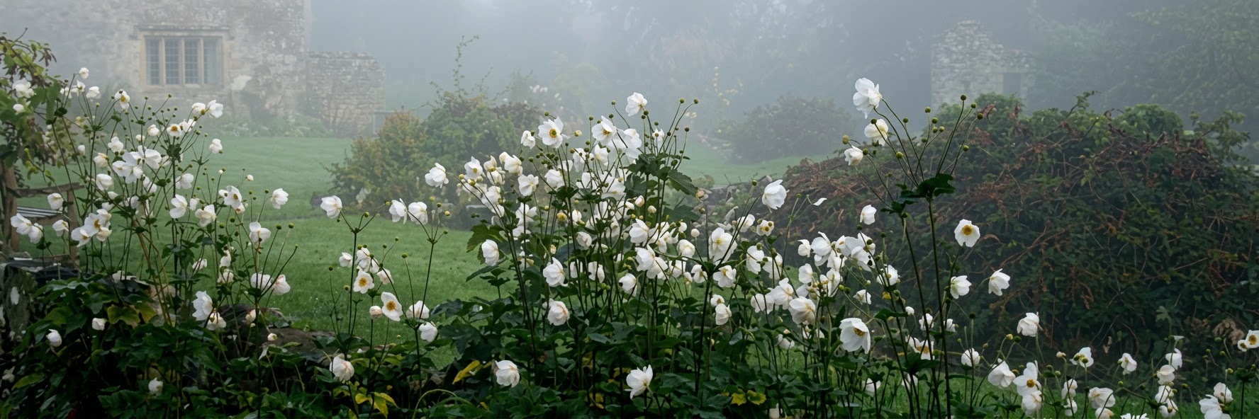 Garden with white roses in front of a stone building, surrounded by lush green grass and trees — after AI sharpening