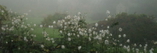 Field of white roses in the fog, with trees in the background and grass on the ground — sample image to sharpen