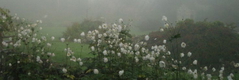 Field of white roses in the fog, with trees in the background and grass on the ground — sample image to sharpen