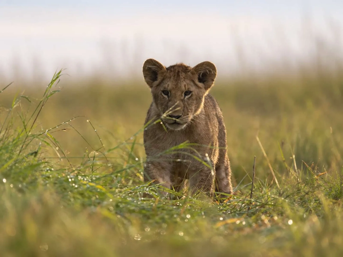 The same lion cub in bright, clean light with golden fur and green grass — after color correction The same lion cub in bright, clean light with golden fur and green grass — after color correction