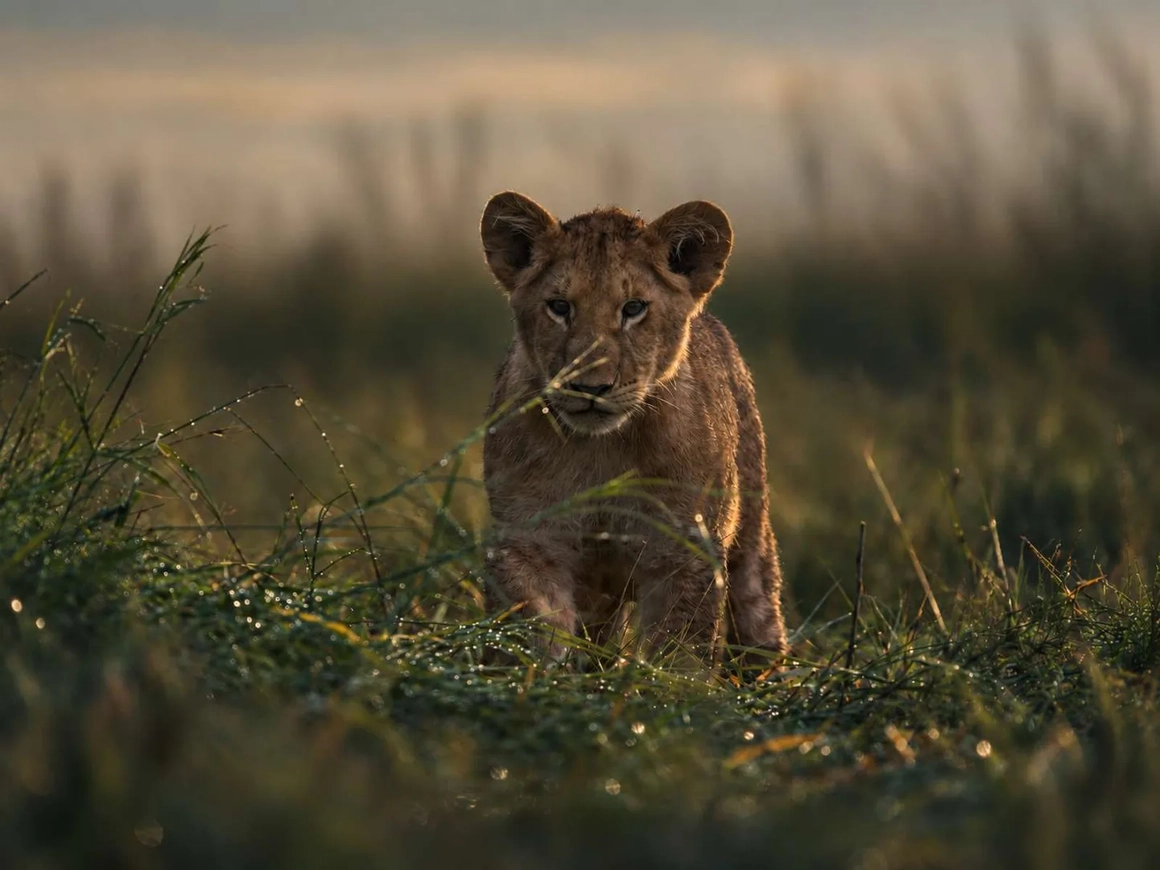 Lion cub in tall grass, dark and muddy under a murky tint — before color correction Lion cub in tall grass, dark and muddy under a murky tint — before color correction